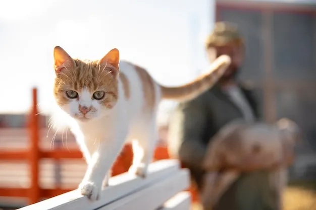Por que os gatos gostam de lugares altos? 1 Gato na altura