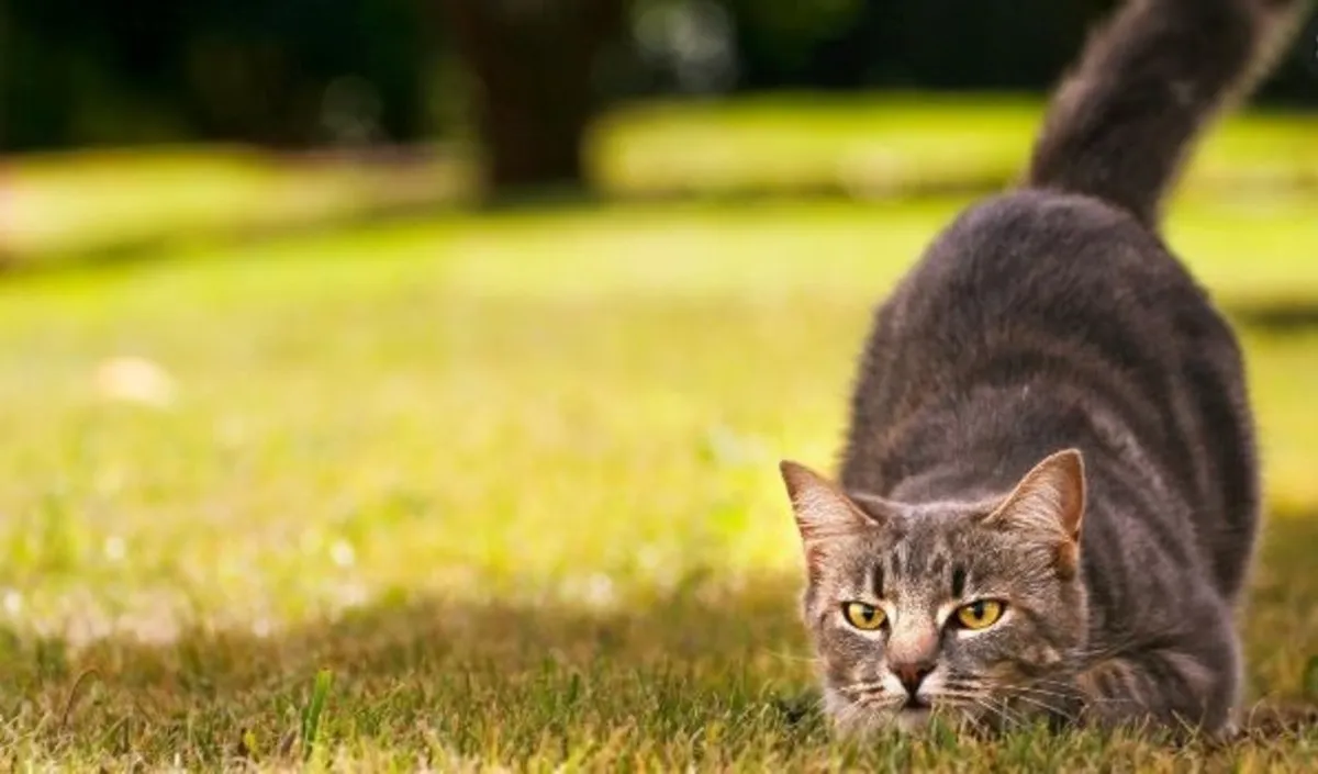 Por Que os Gatos Fazem Uma Reboladinha Antes de Atacar? O Segredo Felino Revelado! 2 Ataque de gato