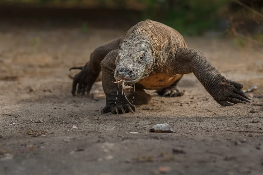 Dragões: Descubra 13 Curiosidades Incríveis Que Vão Fazer Você Sonhar 4 Dragão de komodo