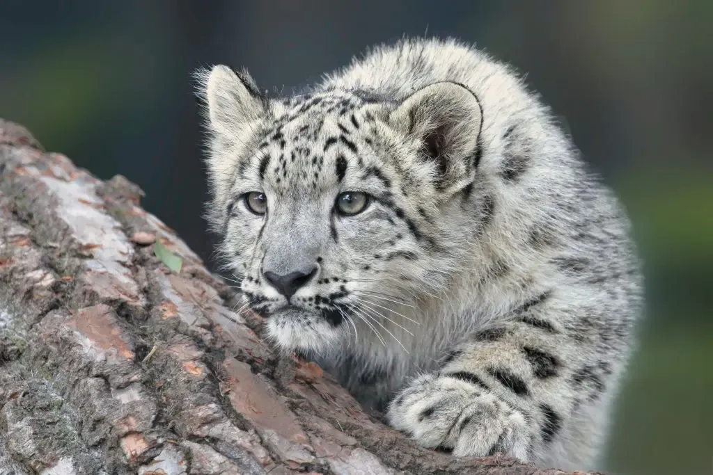 Por Que os Gatos Fazem Uma Reboladinha Antes de Atacar? O Segredo Felino Revelado! 3 Felino selvagem