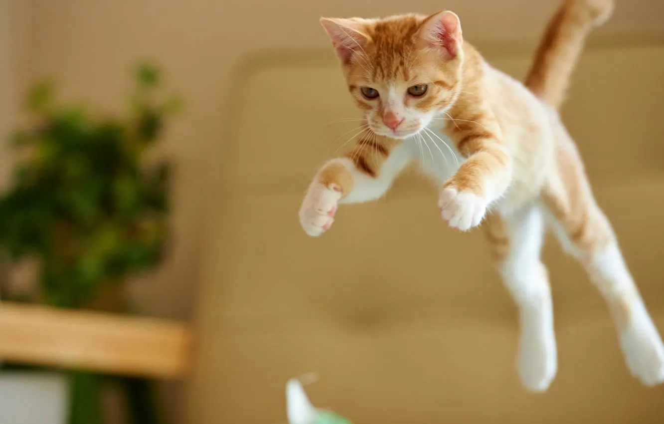 Por Que os Gatos Fazem Uma Reboladinha Antes de Atacar? O Segredo Felino Revelado! 1 Pulo do gato