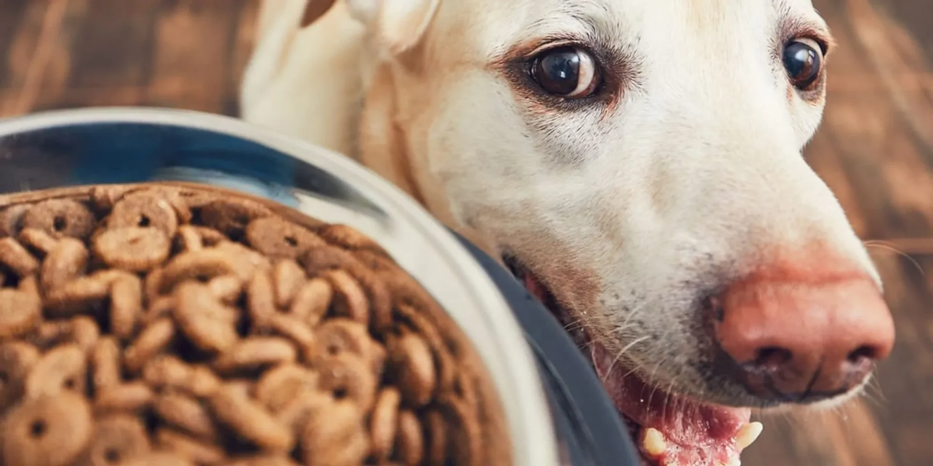 Alimentos Proibidos Para Cães: O Que Nunca Dar ao Seu Melhor Amigo 3 Cachorro com ração