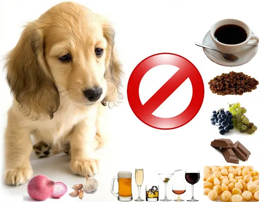 Alimentos Proibidos Para Cães: O Que Nunca Dar ao Seu Melhor Amigo 2 Cachorro e os alimentos proibidos