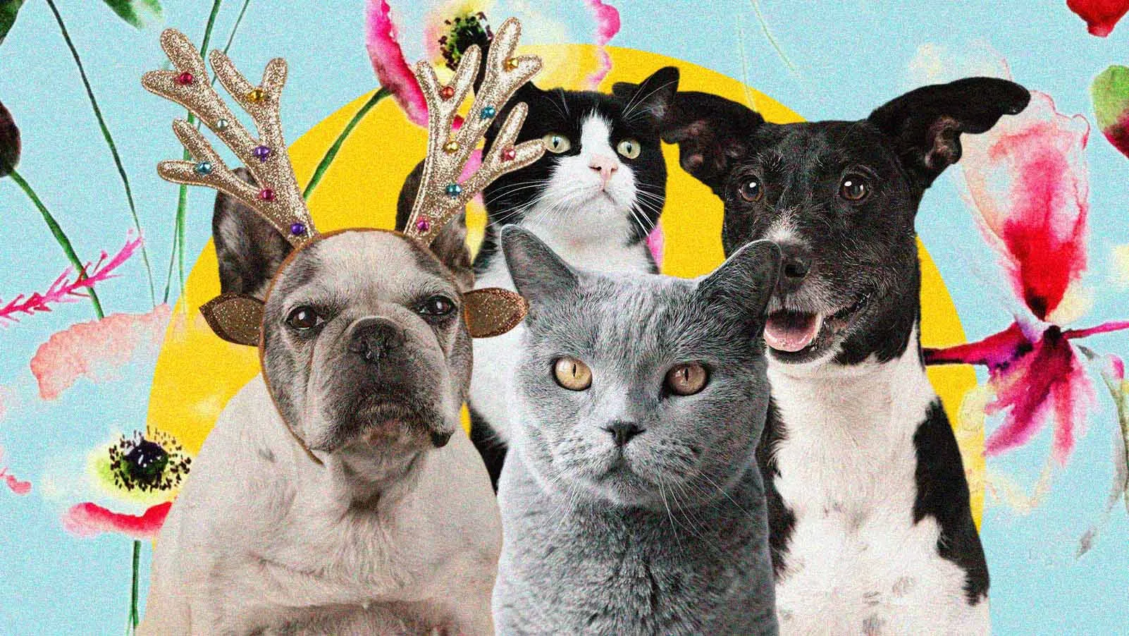 RG Animal: Tudo Sobre o SinPatinhas, o Documento Que Cuida do Seu Pet