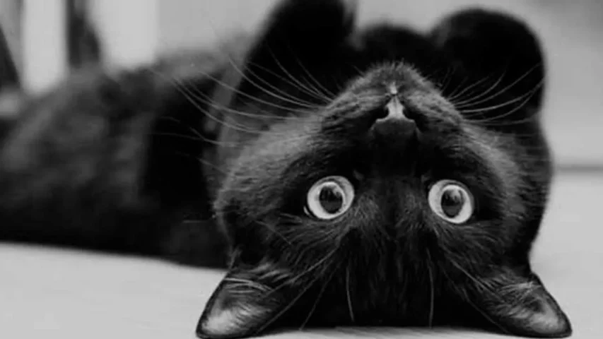 Por Que Acreditamos em Superstições Populares? O Significado Por Trás dos Mitos 2 gato preto
