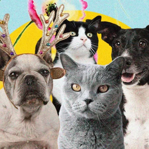 RG Animal: Tudo Sobre o SinPatinhas, o Documento Que Cuida do Seu Pet