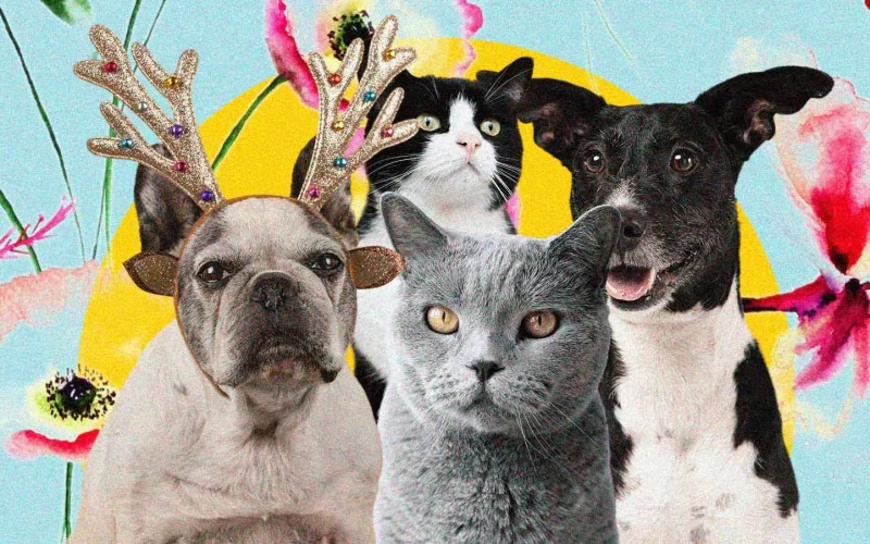 RG Animal: Tudo Sobre o SinPatinhas, o Documento Que Cuida do Seu Pet