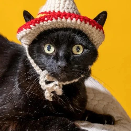 Crochê: A Arte Que Transforma Linhas em Histórias de Carinho